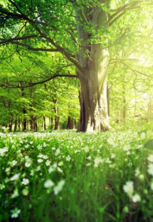Fototapete Hintergrund, Seite, flora, im Freien, Sommer