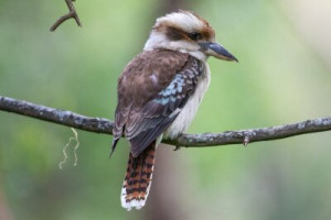 Fototapete australien, besten, Tier, australian, Aves
