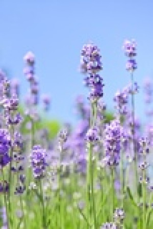 Fototapete Andere schließen, Hintergrund, Natur, Landwirtschaft, flora