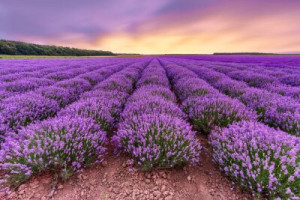 Fototapete Lavendel lavandula, provence, Frankreich, Feld, Landschaft