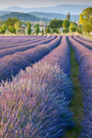 Fototapete Andere Bauernhof, Feld, Frankreich, Lavendel, provence