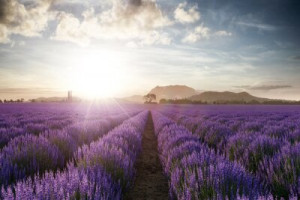 Fototapete Andere provence, Frankreich, lavandula, Landschaft, Sonne