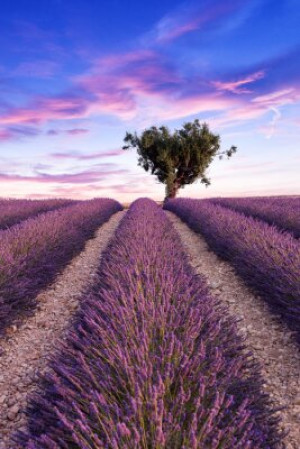 Fototapete Andere Natur, Landwirtschaft, Sommer, Zeile, lila