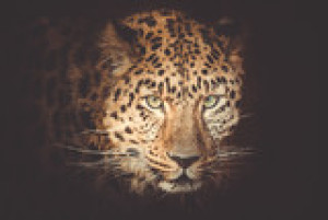 Fototapete Andere schwarz, Natur, Tier, Tierwelt, big