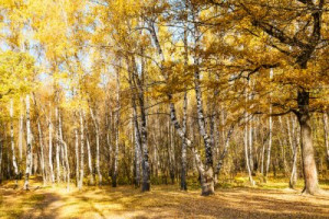 Fototapete Andere gelb, ansehen, Holz, Natur, im Freien