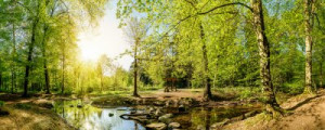 Fototapete Andere Natur, Sommer, grün, Wald, Wanderung