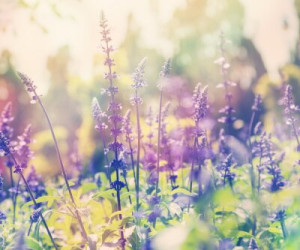 Fototapete Schönheit, Hintergrund, Natur, Landwirtschaft, Sommer