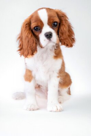 Fototapete Andere Hund, König, charles, Tier, pet