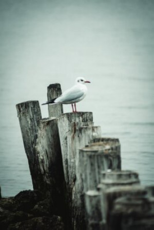 Fototapete Andere Möwe, Vogel, Meer, Tier, Natur