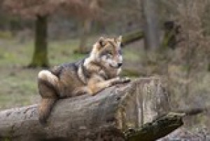 Fototapete Andere Natur, Tier, Angst, grau, wilde