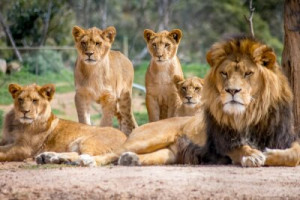 Fototapete Andere lion, Tier, cat, Tierwelt, Löwin