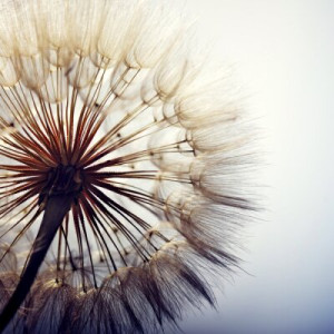 Fototapete Pusteblumen Hintergrund, abstrakt, Natur, Sommer, weiß