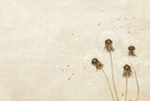 Fototapete Pusteblumen Pusteblume, Saatgut, Wind, Blasen, weiß