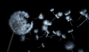 Fototapete Andere Löwenzahn, Blume, schwarz, weiß, Frühling