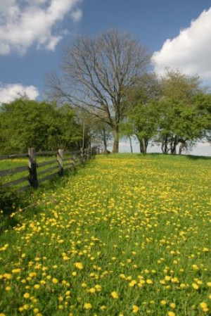 Fototapete Frühling, Cloud, Wiese, Gras, Umzäunung