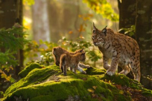 Fototapete Natur, Tier, wilde, Luchs, Wildkatze