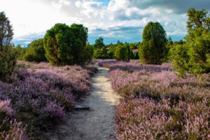 Fototapete Andere heidnischen, Wacholder, Wanderung, reisen, Urlaub