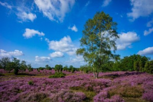 Fototapete Wacholder, Himmel, Landschaft, tour tourismus, lila