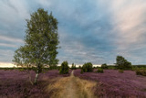 Fototapete Andere rosa, Natur, lila, Heidekraut, Pfad