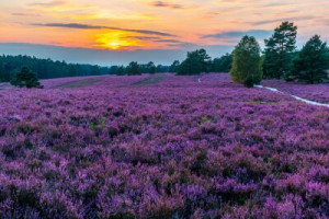 Fototapete Andere rosa, Natur, lila, Heidekraut, Pfad