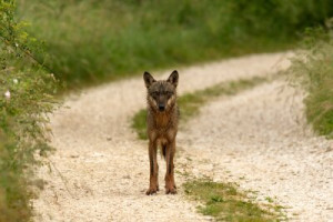 Fototapete Andere Wolf, Abruzzen, Säugetier, Tier, hunde