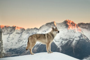 Fototapete braun, Natur, Tier, weiß, süß
