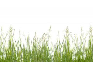 Fototapete Gras, grün, weiß, isoliert, Anlage