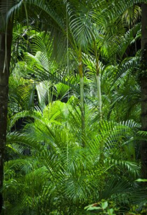 Fototapete Hintergrund, Natur, grün, tropischen, frisch