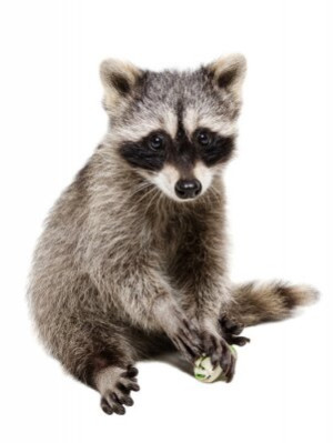 Fototapete schwarz, ansehen, Hintergrund, Natur, Fauna