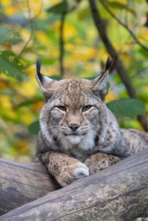 Fototapete Andere Luchs, cat, Tier, bobcat, wilde