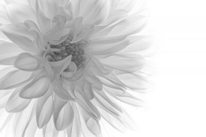 Fototapete Andere weiß, schwarz, Dahlie, Großansicht, Blume