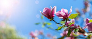 Fototapete Andere schließen, rosa, up, Hintergrund, Natur