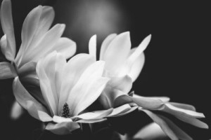 Fototapete schwarz, art, Schönheit, Hintergrund, Natur