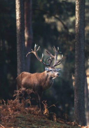 Fototapete red, braun, Natur, Tier, Tierwelt