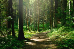 Fototapete Park Wald, sonnig, Baum, Sonne, Licht