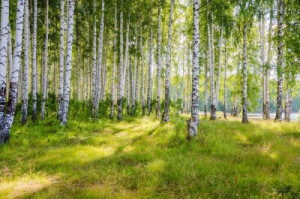Fototapete Wald Birke, Fluss, Wald, Hain, Sommer