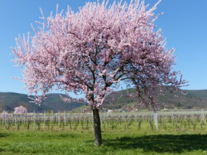 Fototapete Deutsch, Mandel, Frühling, Blüte, rosa