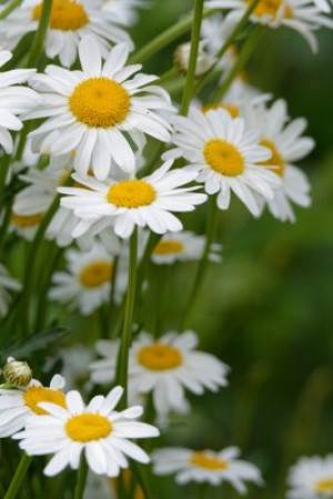 Fototapete Andere Blume, Daisy, Natur, Frühling, Wiese