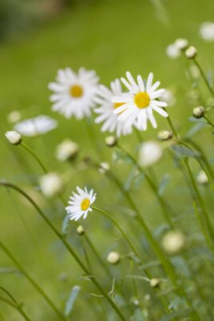 Fototapete Andere Schönheit, Großansicht, Seite, Natur, flora