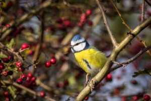 Fototapete Tierwelt, Wald, Zweig, Herbst, Wandbild