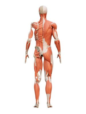 Fototapete Andere Muskel, Anatomie, dreidimensionale, Mann, Wissenscha