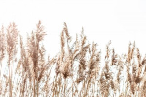Fototapete Felder Textur, braun, Natur, flora, im Freien