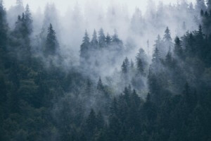 Fototapete Andere Wald, Nebel, reisen, Berg, Landschaft