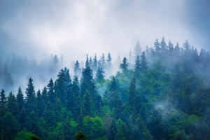 Fototapete Andere Wald, Nebel, reisen, Berg, Landschaft