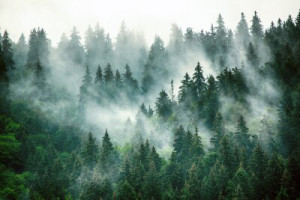 Fototapete Wald, Nebel, reisen, Berg, Landschaft