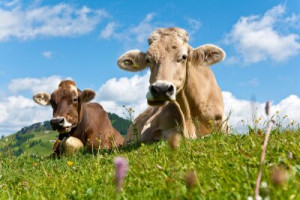 Fototapete grün, Urlaub, Milch, blau, aussehen