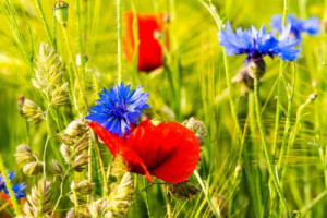 Fototapete Andere red, Hintergrund, Natur, flora, Sommer