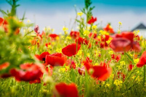 Fototapete Mohn red, gelb, Seite, Natur, grün