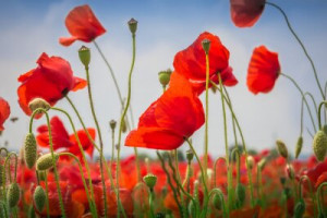 Fototapete Mohn red, gelb, Seite, Natur, grün