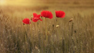 Fototapete Andere Papaver, Mohn, Feld, Korn, Kornfeld